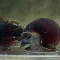 Pisces Aquatics Snails Purple Mystery Snail Blue Mystery Snail - Aquarium Snails Australia from Scapeshop