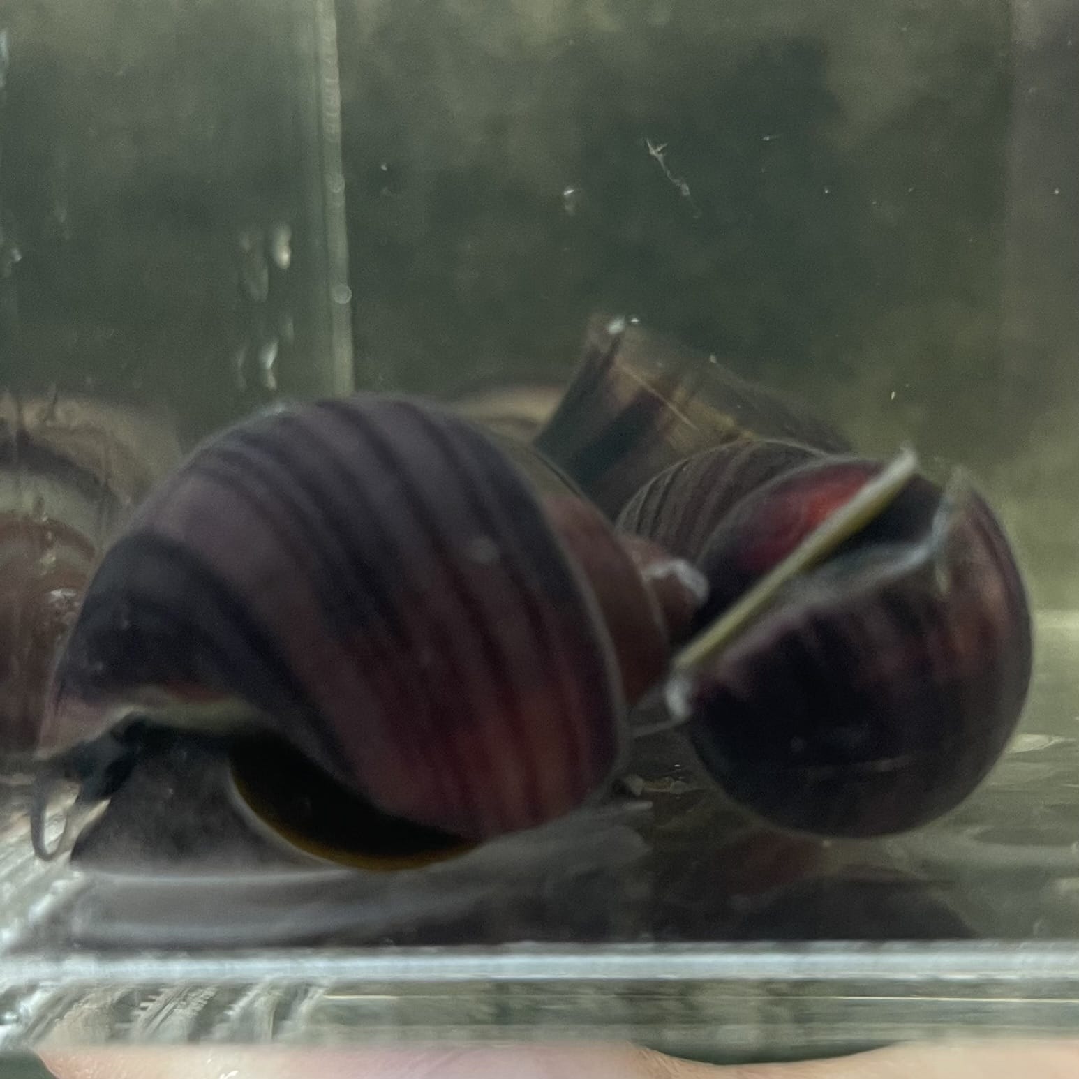 Pisces Aquatics Snails Purple Mystery Snail Blue Mystery Snail - Aquarium Snails Australia from Scapeshop