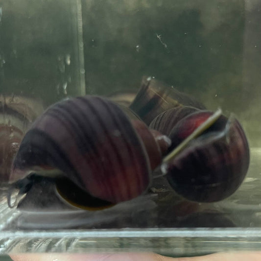 Pisces Aquatics Snails Purple Mystery Snail Blue Mystery Snail - Aquarium Snails Australia from Scapeshop