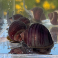 Pisces Aquatics Snails Purple Mystery Snail Blue Mystery Snail - Aquarium Snails Australia from Scapeshop