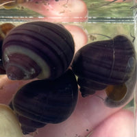 Pisces Aquatics Snails Purple Mystery Snail Blue Mystery Snail - Aquarium Snails Australia from Scapeshop