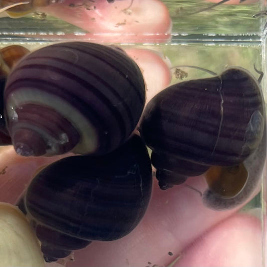 Pisces Aquatics Snails Purple Mystery Snail Blue Mystery Snail - Aquarium Snails Australia from Scapeshop
