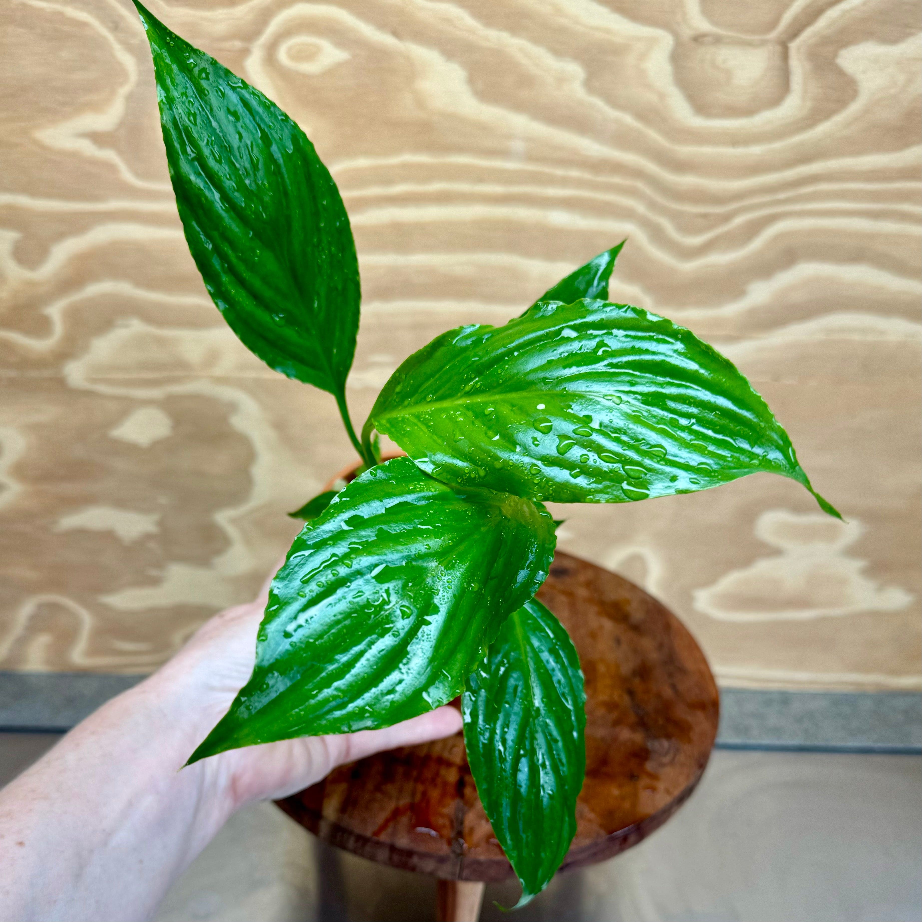 Scapeshop.com.au Tank Topper Spathiphyllum Aquaponic Pot - Tank Topper Spathiphyllum Aquaponic Pot - Tank Topper - Buy Aquarium Plants Australia