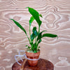 Scapeshop.com.au Tank Topper Spathiphyllum Aquaponic Pot - Tank Topper Spathiphyllum Aquaponic Pot - Tank Topper - Buy Aquarium Plants Australia