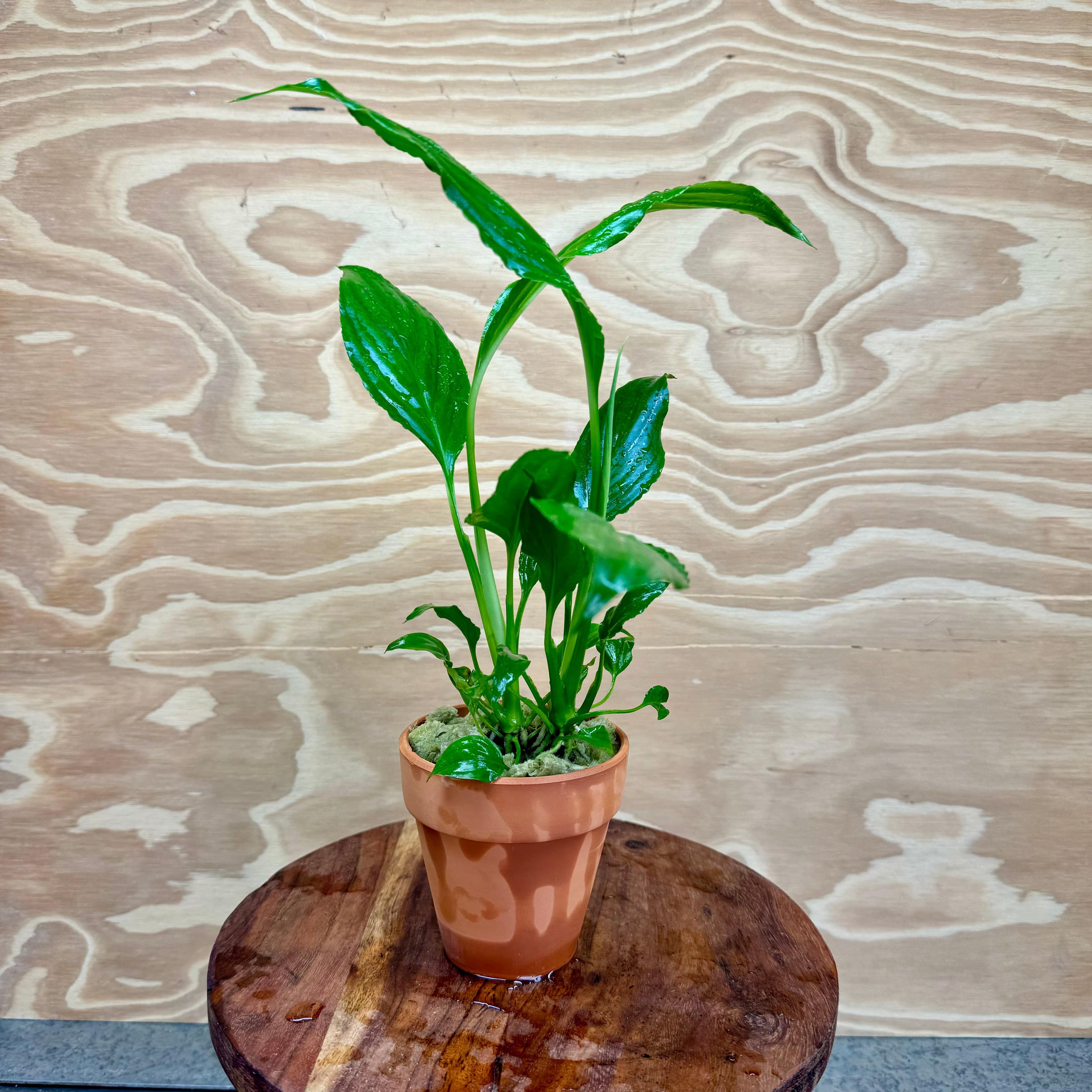 Scapeshop.com.au Tank Topper Spathiphyllum Aquaponic Pot - Tank Topper Spathiphyllum Aquaponic Pot - Tank Topper - Buy Aquarium Plants Australia