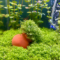 Pisces Enterprises Terracotta Creation Hemianthus callitrichoides “Cuba” Vase Hemianthus callitrichoides “Cuba” Vase