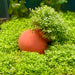 Pisces Enterprises Terracotta Creation Hemianthus callitrichoides “Cuba” Vase Hemianthus callitrichoides “Cuba” Vase
