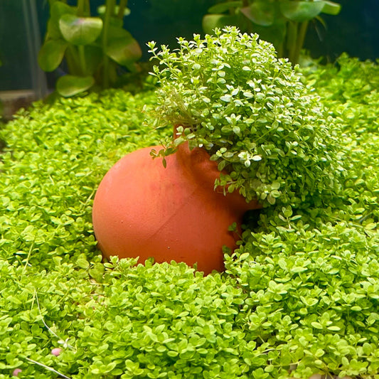 Pisces Enterprises Terracotta Creation Hemianthus callitrichoides “Cuba” Vase Hemianthus callitrichoides “Cuba” Vase