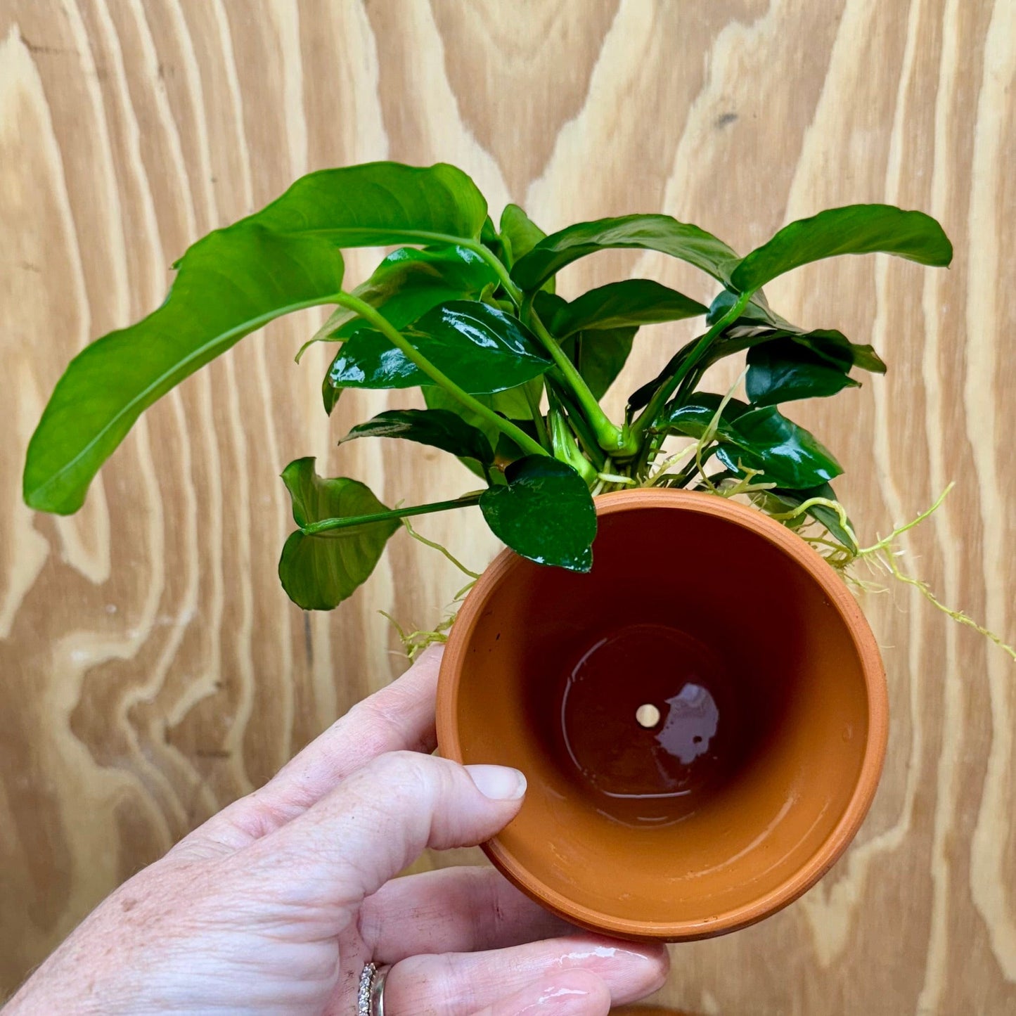Pisces Enterprises Terracotta Creation Terracotta Plant Pot with Anubias Terracotta Plant Pot with Anubias