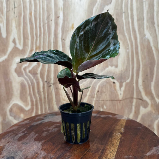 Scapeshop.com.au Terrarium Plant Calathea roseopicta - Medallion 5cm Pot Shop for Medallion Calathea Terrarium Plant from Scapeshop Australia