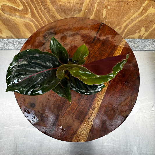 Scapeshop.com.au Terrarium Plant Calathea roseopicta - Medallion 5cm Pot Shop for Medallion Calathea Terrarium Plant from Scapeshop Australia