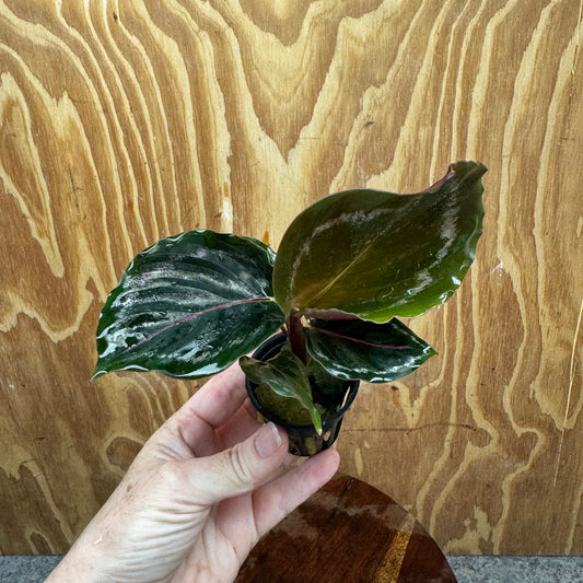 Scapeshop.com.au Terrarium Plant Calathea roseopicta - Medallion 5cm Pot Shop for Medallion Calathea Terrarium Plant from Scapeshop Australia