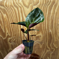 Scapeshop.com.au Terrarium Plant Calathea roseopicta - Medallion 5cm Pot Shop for Medallion Calathea Terrarium Plant from Scapeshop Australia