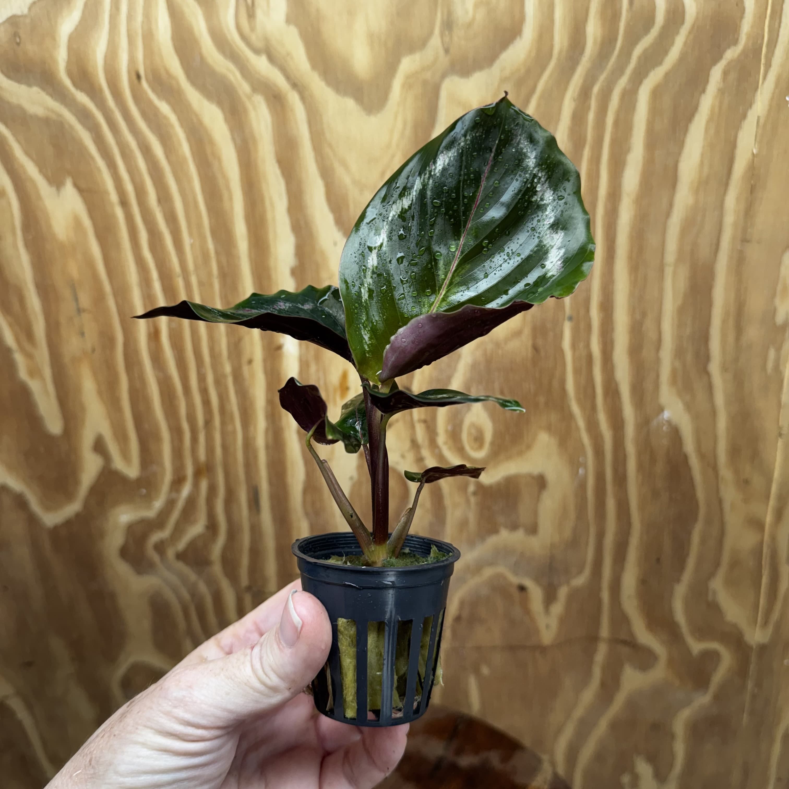 Scapeshop.com.au Terrarium Plant Calathea roseopicta - Medallion 5cm Pot Shop for Medallion Calathea Terrarium Plant from Scapeshop Australia