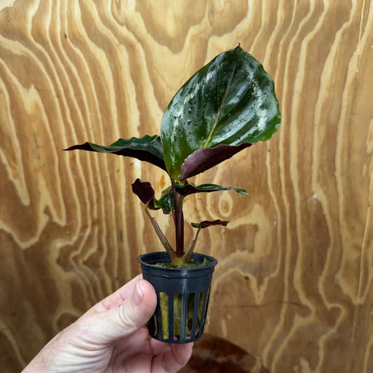 Scapeshop.com.au Terrarium Plant Calathea roseopicta - Medallion 5cm Pot Shop for Medallion Calathea Terrarium Plant from Scapeshop Australia