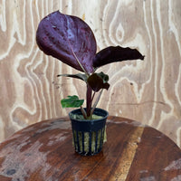 Scapeshop.com.au Terrarium Plant Calathea roseopicta - Medallion 5cm Pot Shop for Medallion Calathea Terrarium Plant from Scapeshop Australia