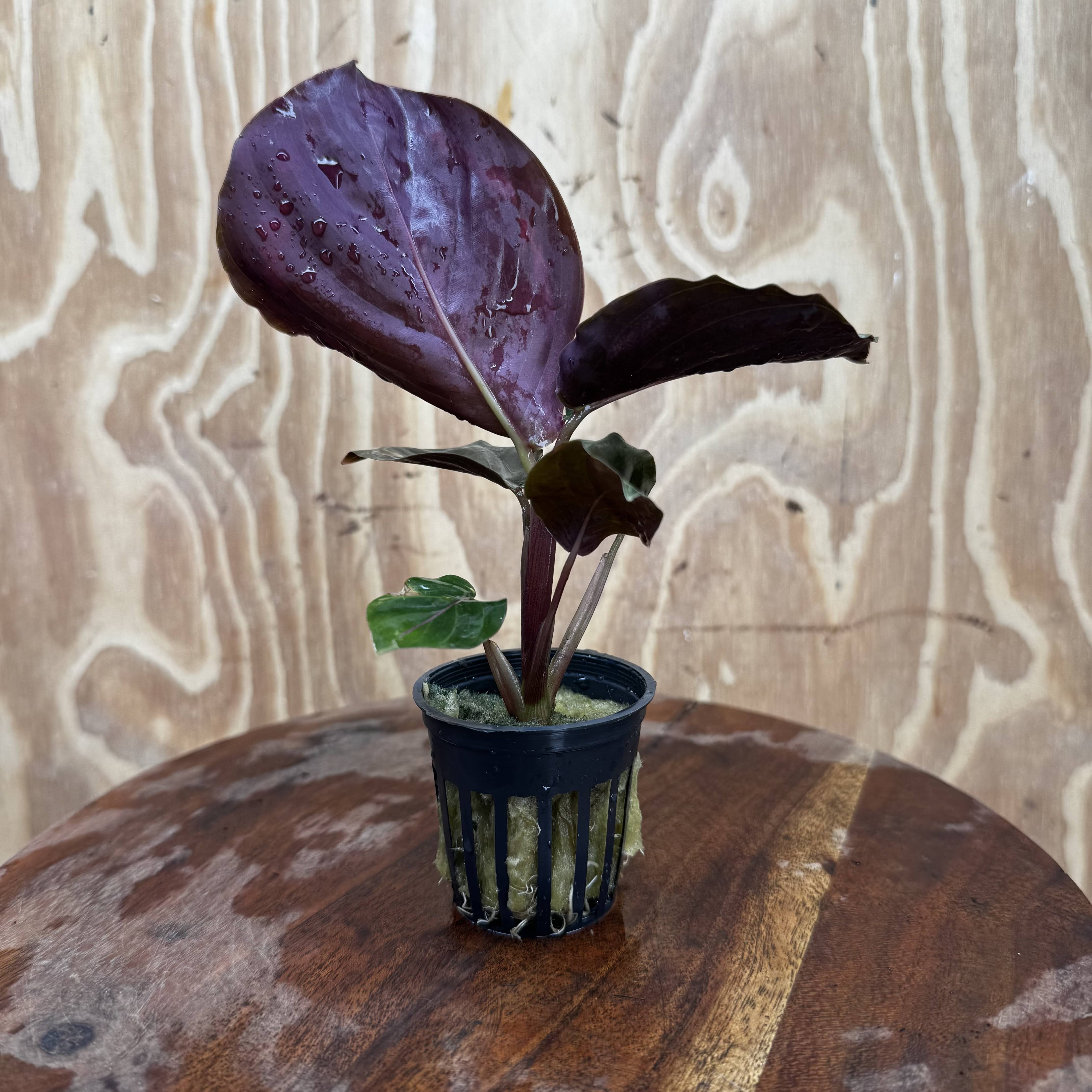 Scapeshop.com.au Terrarium Plant Calathea roseopicta - Medallion 5cm Pot Shop for Medallion Calathea Terrarium Plant from Scapeshop Australia