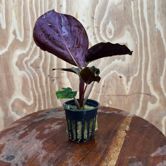Scapeshop.com.au Terrarium Plant Calathea roseopicta - Medallion 5cm Pot Shop for Medallion Calathea Terrarium Plant from Scapeshop Australia
