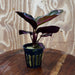 Scapeshop.com.au Terrarium Plant Calathea roseopicta - Red Mojo 5cm Pot Buy Red Mojo Calathea Terrarium Plant from Scapeshop Australia