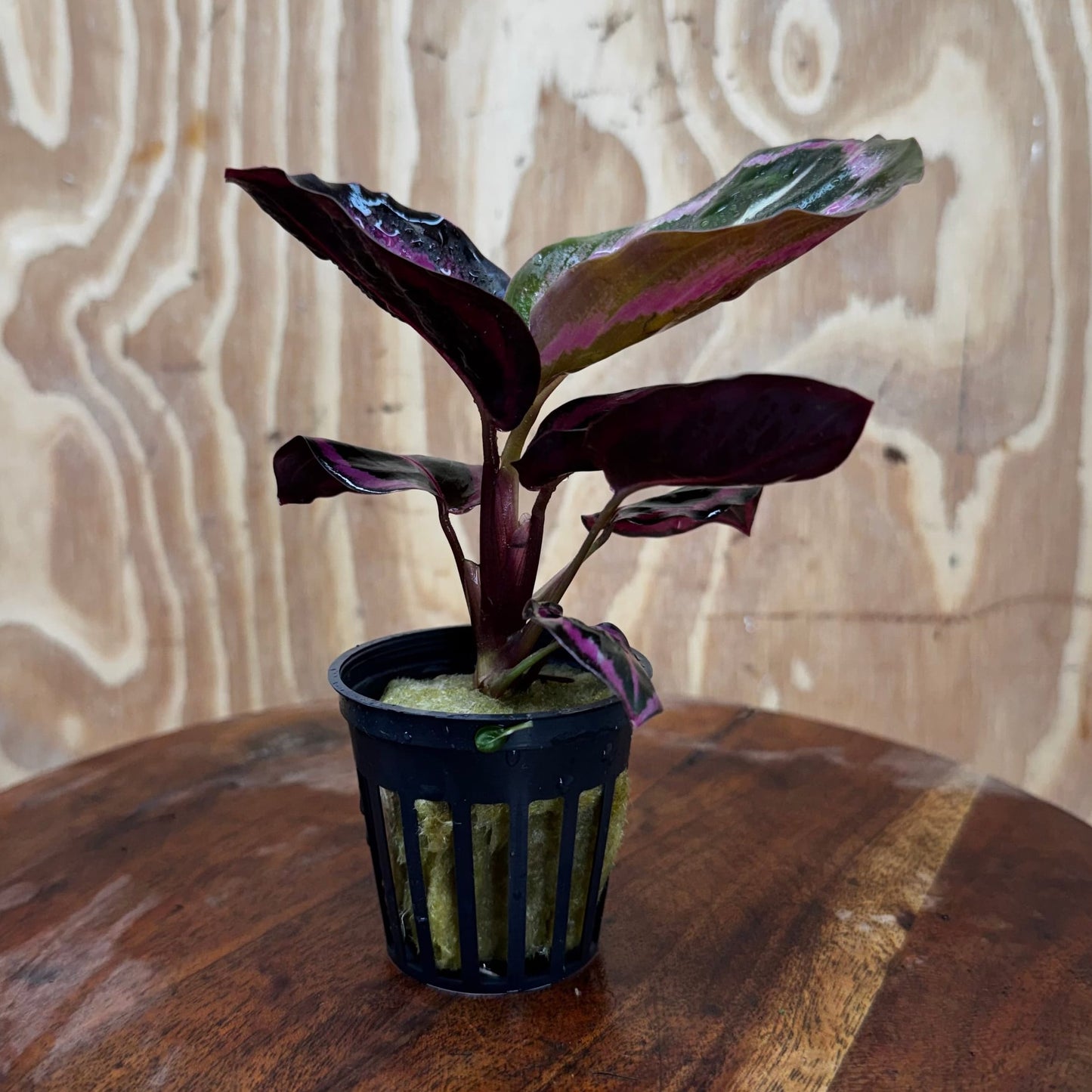 Scapeshop.com.au Terrarium Plant Calathea roseopicta - Red Mojo 5cm Pot Buy Red Mojo Calathea Terrarium Plant from Scapeshop Australia