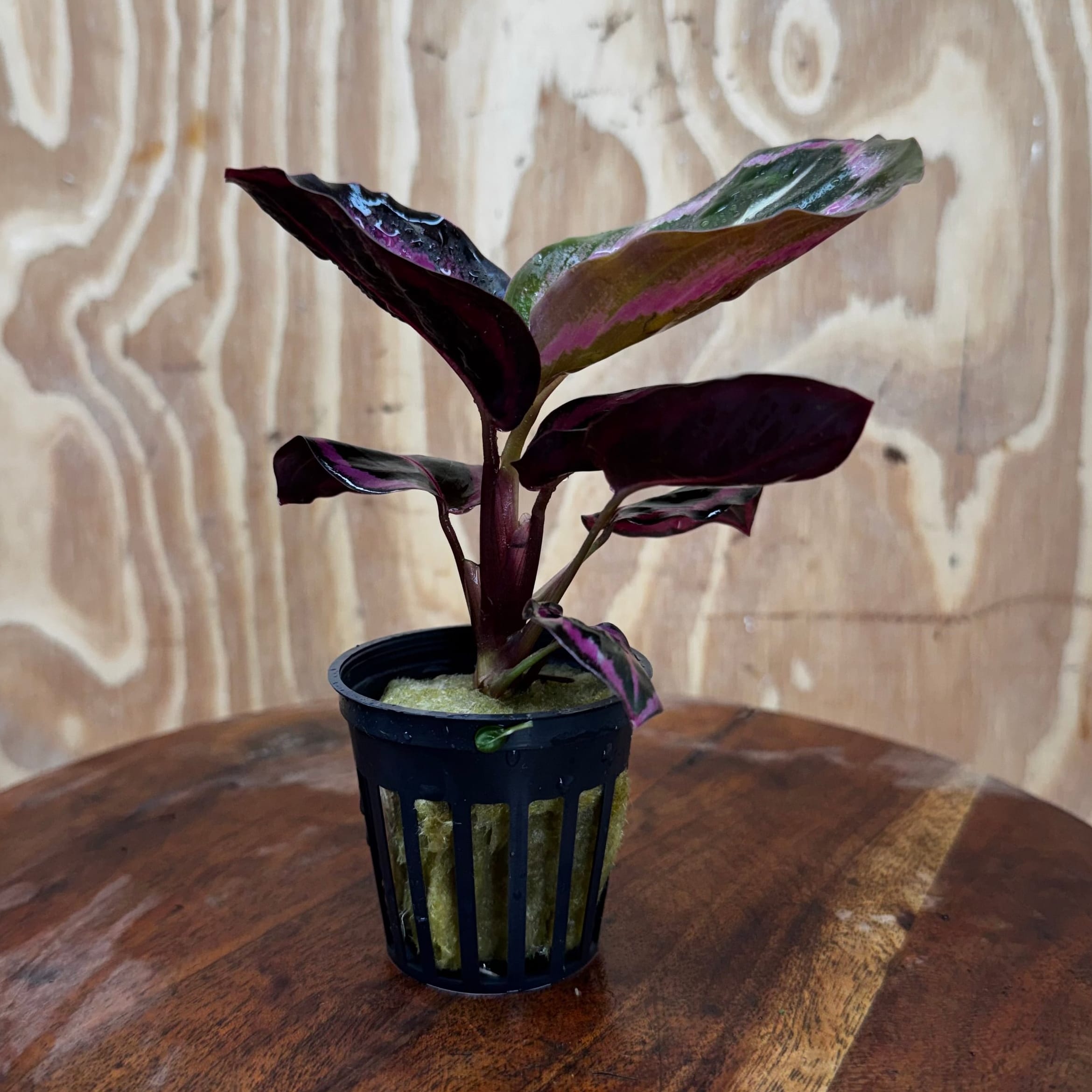 Scapeshop.com.au Terrarium Plant Calathea roseopicta - Red Mojo 5cm Pot Buy Red Mojo Calathea Terrarium Plant from Scapeshop Australia
