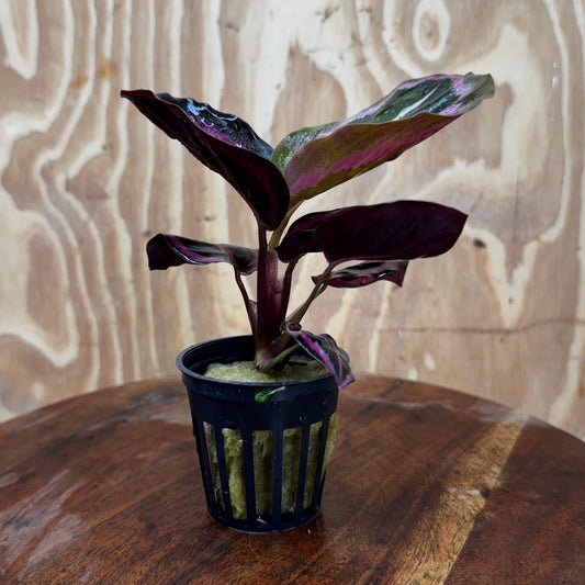 Scapeshop.com.au Terrarium Plant Calathea roseopicta - Red Mojo 5cm Pot Buy Red Mojo Calathea Terrarium Plant from Scapeshop Australia