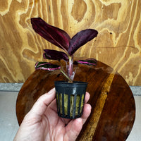 Scapeshop.com.au Terrarium Plant Calathea roseopicta - Red Mojo 5cm Pot Buy Red Mojo Calathea Terrarium Plant from Scapeshop Australia