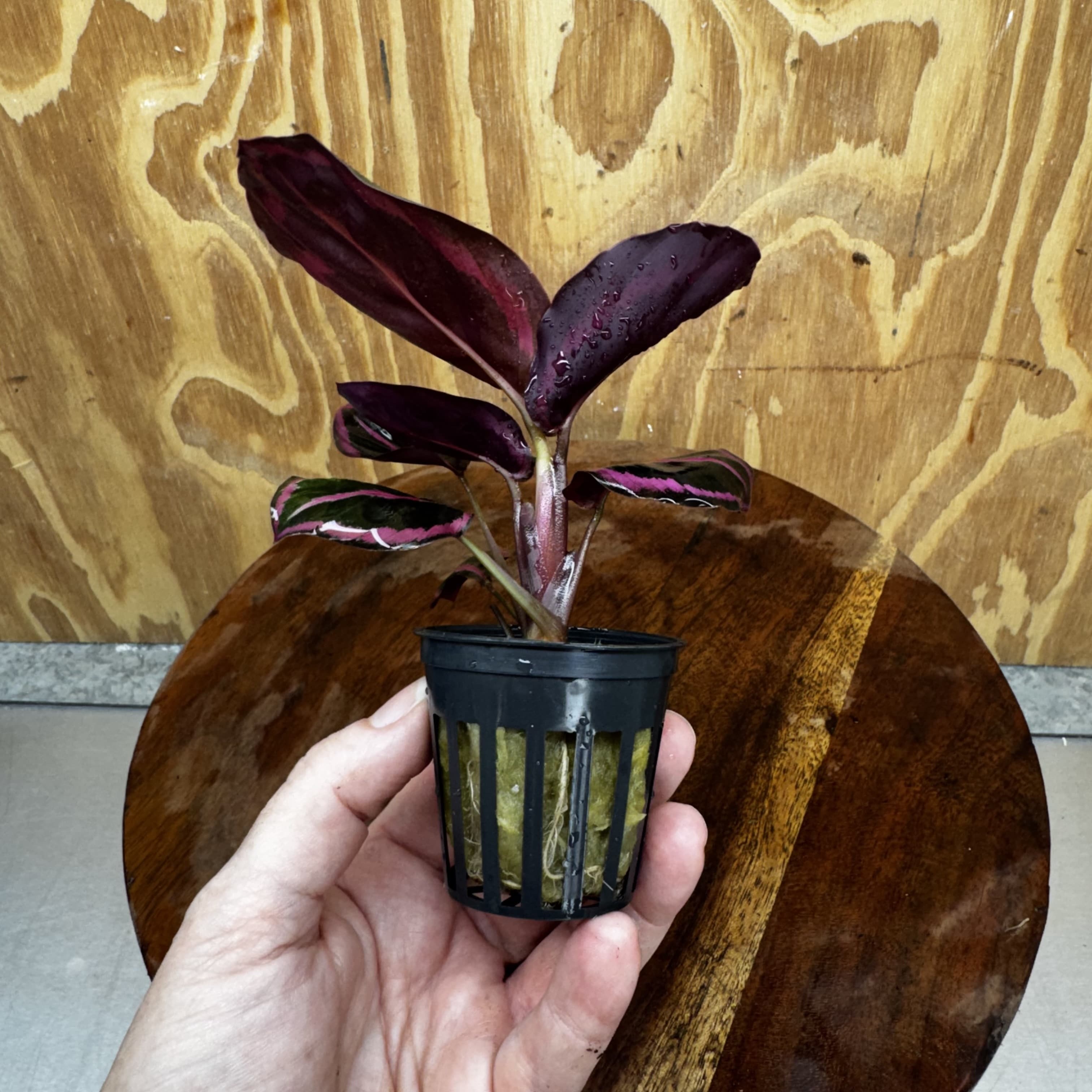 Scapeshop.com.au Terrarium Plant Calathea roseopicta - Red Mojo 5cm Pot Buy Red Mojo Calathea Terrarium Plant from Scapeshop Australia