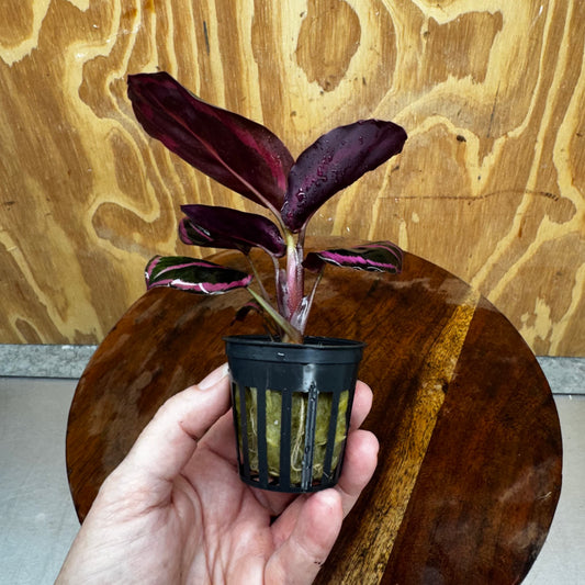 Scapeshop.com.au Terrarium Plant Calathea roseopicta - Red Mojo 5cm Pot Buy Red Mojo Calathea Terrarium Plant from Scapeshop Australia