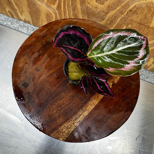 Scapeshop.com.au Terrarium Plant Calathea roseopicta - Red Mojo 5cm Pot Buy Red Mojo Calathea Terrarium Plant from Scapeshop Australia