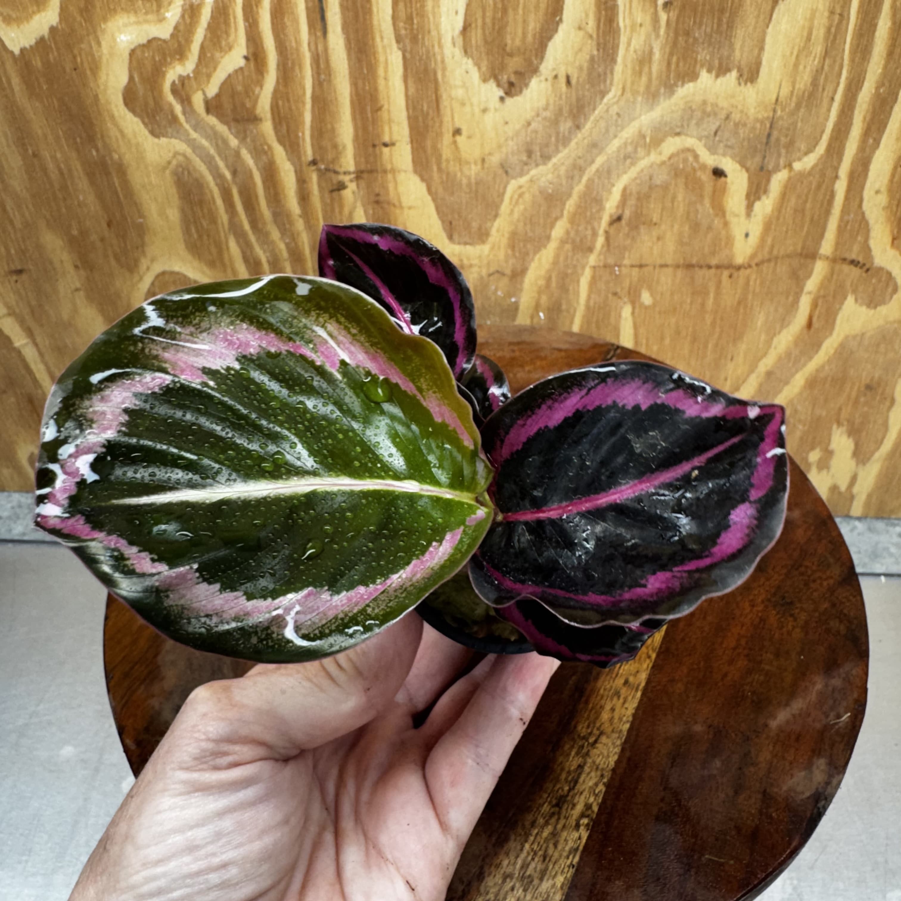 Scapeshop.com.au Terrarium Plant Calathea roseopicta - Red Mojo 5cm Pot Buy Red Mojo Calathea Terrarium Plant from Scapeshop Australia