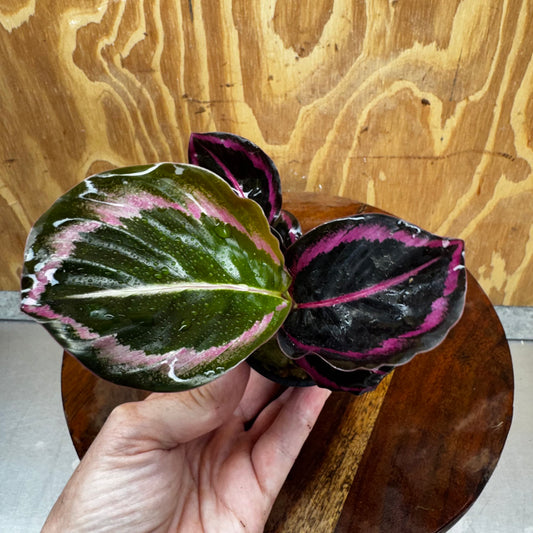 Scapeshop.com.au Terrarium Plant Calathea roseopicta - Red Mojo 5cm Pot Buy Red Mojo Calathea Terrarium Plant from Scapeshop Australia