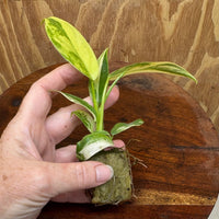 Scapeshop.com.au Terrarium Plant Caramel Marble Philodendron Plug Buy Caramel Marble Philodendron Terrarium Plant  Scapeshop Australia