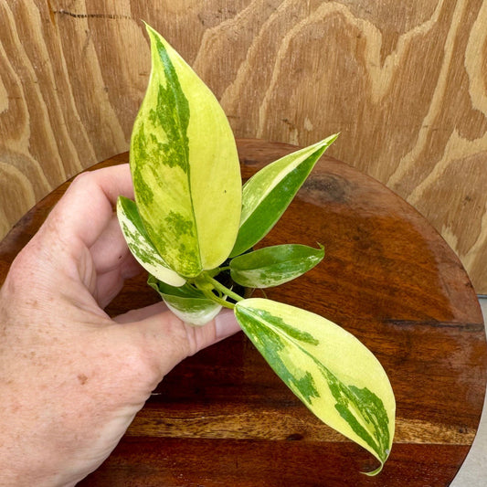 Scapeshop.com.au Terrarium Plant Caramel Marble Philodendron Plug Buy Caramel Marble Philodendron Terrarium Plant  Scapeshop Australia