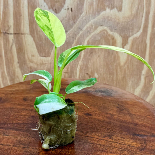 Scapeshop.com.au Terrarium Plant Caramel Marble Philodendron Plug Buy Caramel Marble Philodendron Terrarium Plant  Scapeshop Australia