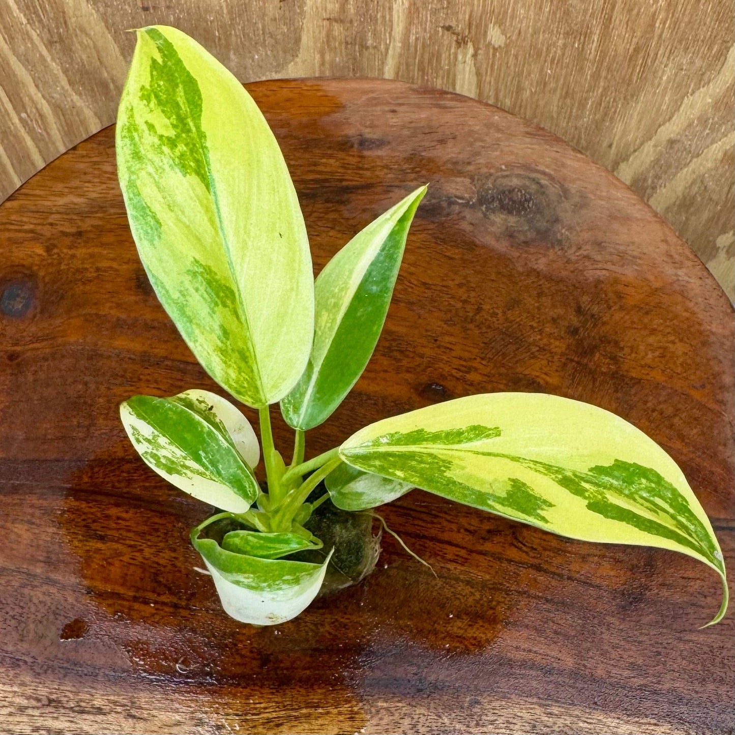 Scapeshop.com.au Terrarium Plant Caramel Marble Philodendron Plug Buy Caramel Marble Philodendron Terrarium Plant  Scapeshop Australia