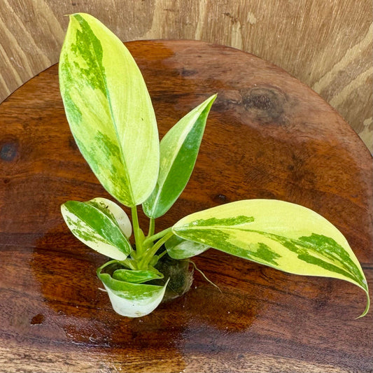 Scapeshop.com.au Terrarium Plant Caramel Marble Philodendron Plug Buy Caramel Marble Philodendron Terrarium Plant  Scapeshop Australia