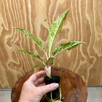 Scapeshop.com.au Terrarium Plant Firework Aglaonema Plug Buy Firework Aglaonema Terrarium Plant from Scapeshop Australia