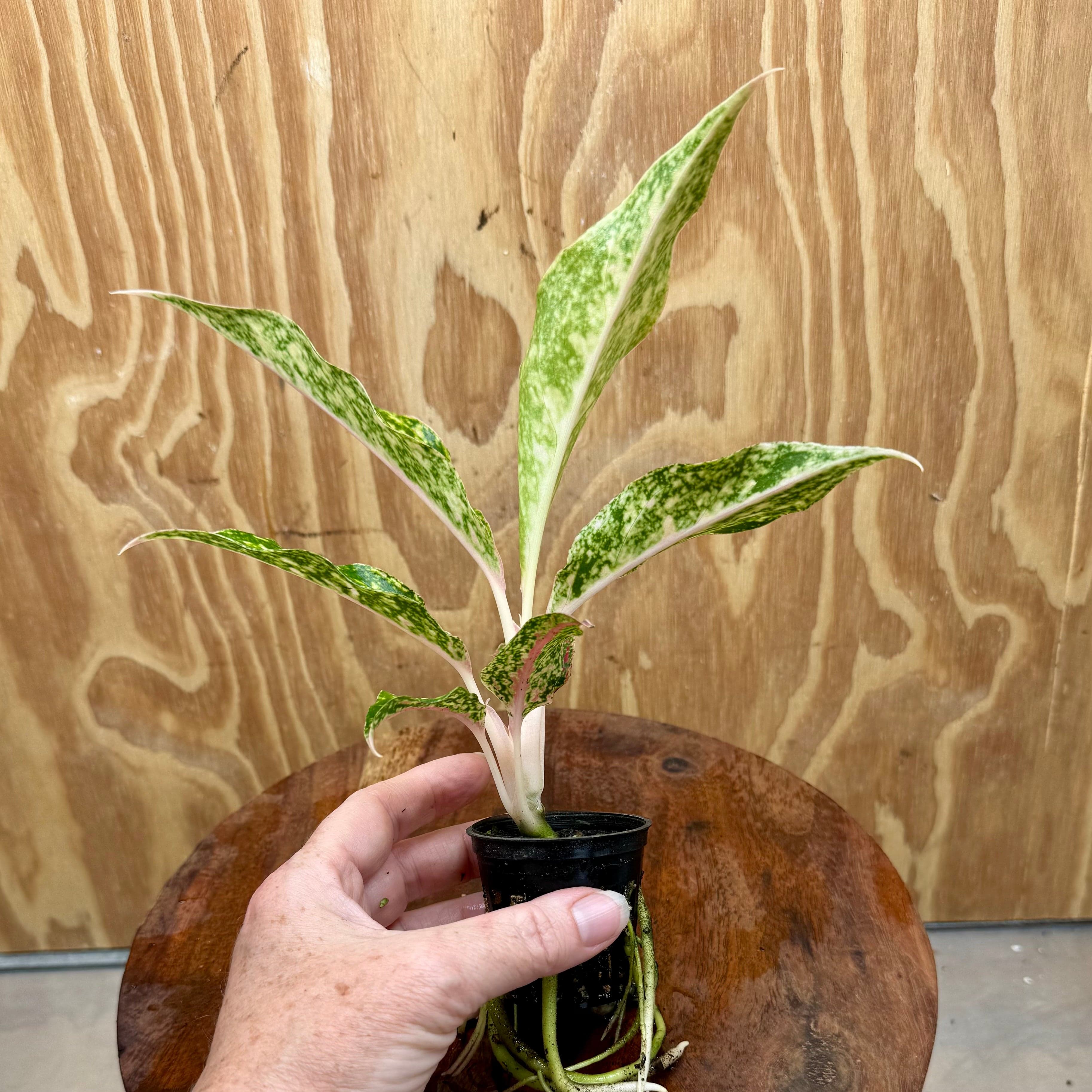 Scapeshop.com.au Terrarium Plant Firework Aglaonema Plug Buy Firework Aglaonema Terrarium Plant from Scapeshop Australia