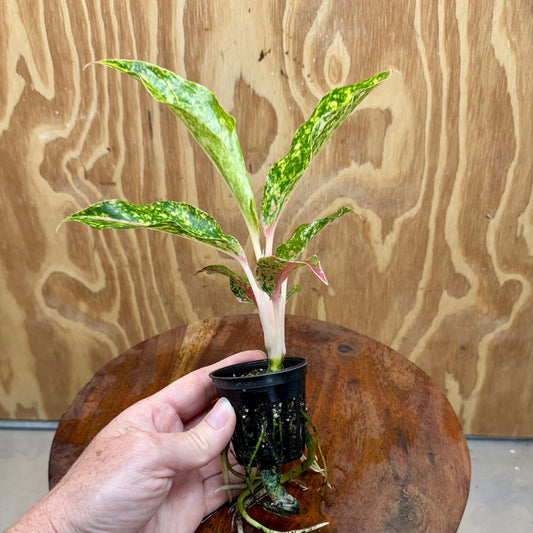 Scapeshop.com.au Terrarium Plant Firework Aglaonema Plug Buy Firework Aglaonema Terrarium Plant from Scapeshop Australia