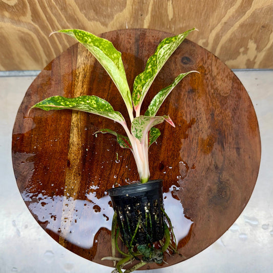 Scapeshop.com.au Terrarium Plant Firework Aglaonema Plug Buy Firework Aglaonema Terrarium Plant from Scapeshop Australia