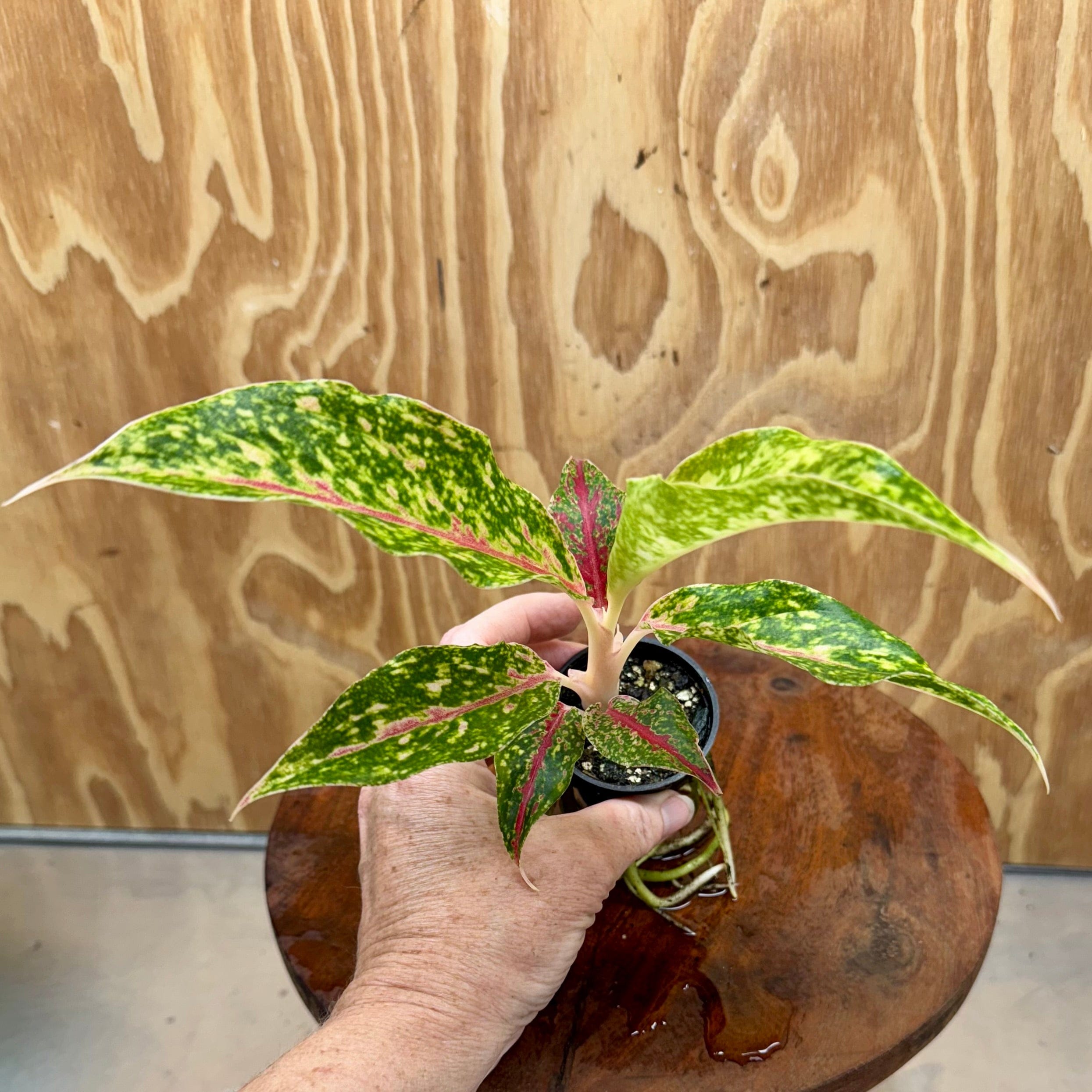 Scapeshop.com.au Terrarium Plant Firework Aglaonema Plug Buy Firework Aglaonema Terrarium Plant from Scapeshop Australia