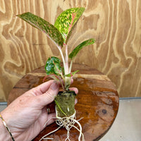 Scapeshop.com.au Terrarium Plant Fireworks Broad Aglaonema Plug Buy Broad Fireworks Aglaonema Terrarium Plant from Scapeshop Australia