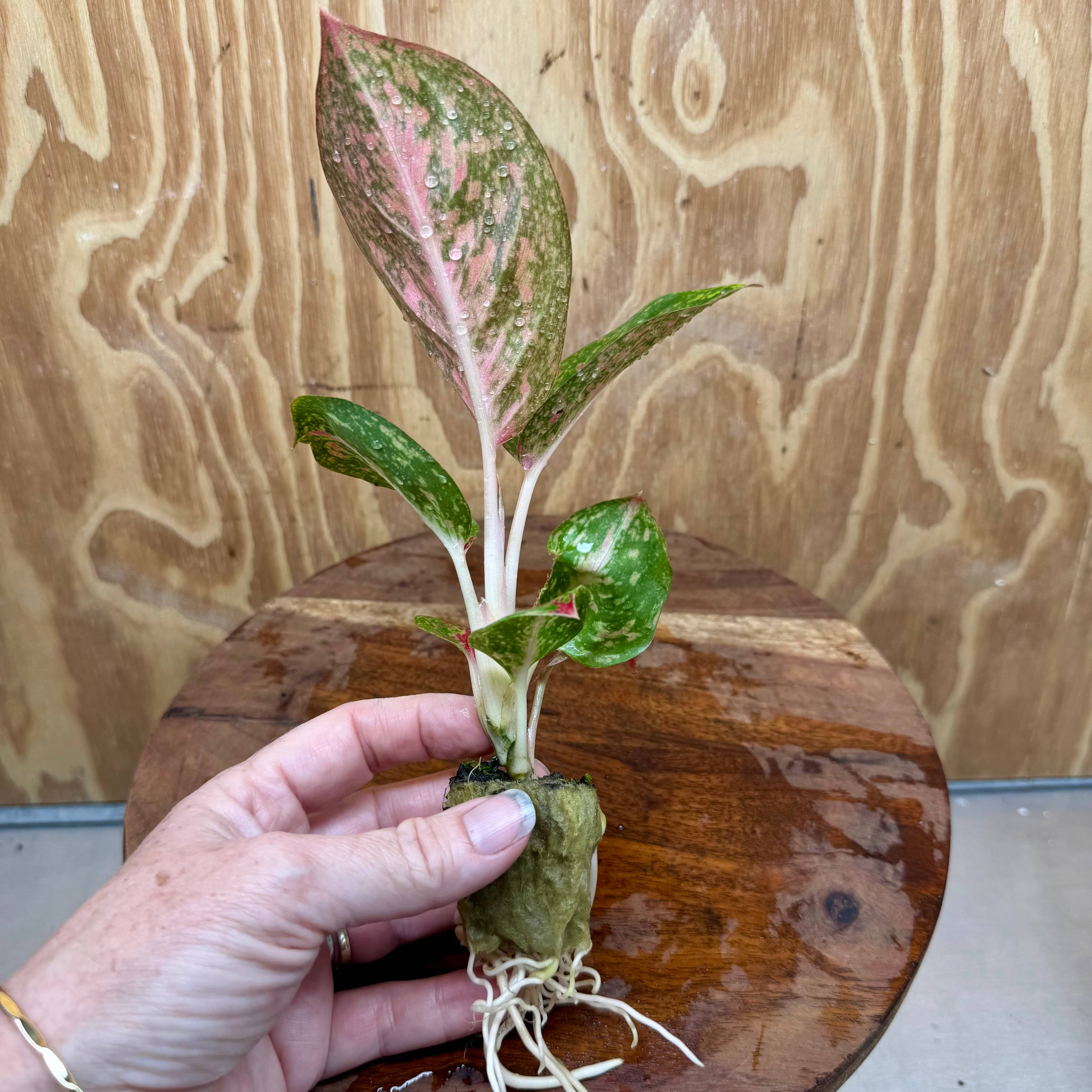 Scapeshop.com.au Terrarium Plant Fireworks Broad Aglaonema Plug Buy Broad Fireworks Aglaonema Terrarium Plant from Scapeshop Australia