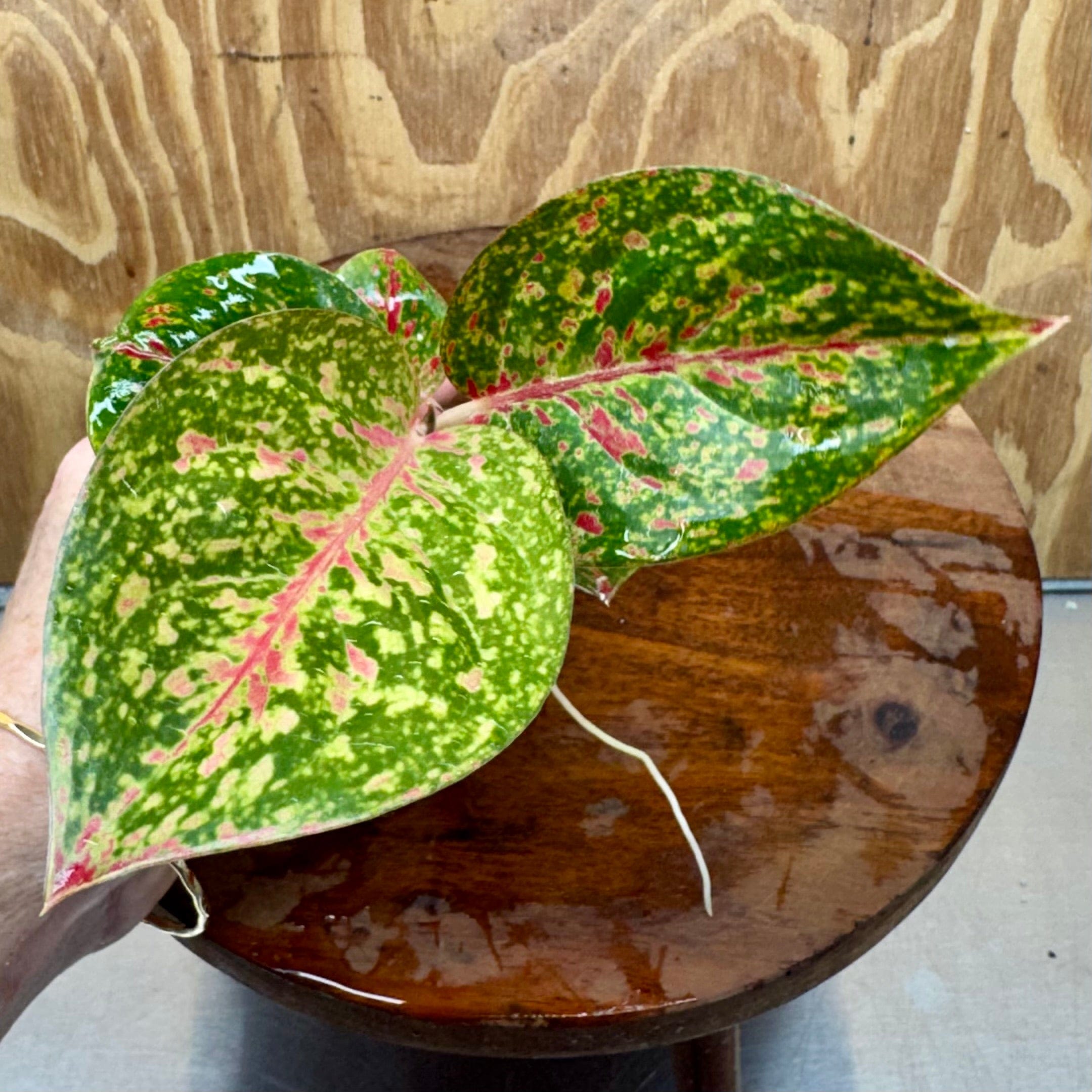 Scapeshop.com.au Terrarium Plant Fireworks Broad Aglaonema Plug Buy Broad Fireworks Aglaonema Terrarium Plant from Scapeshop Australia