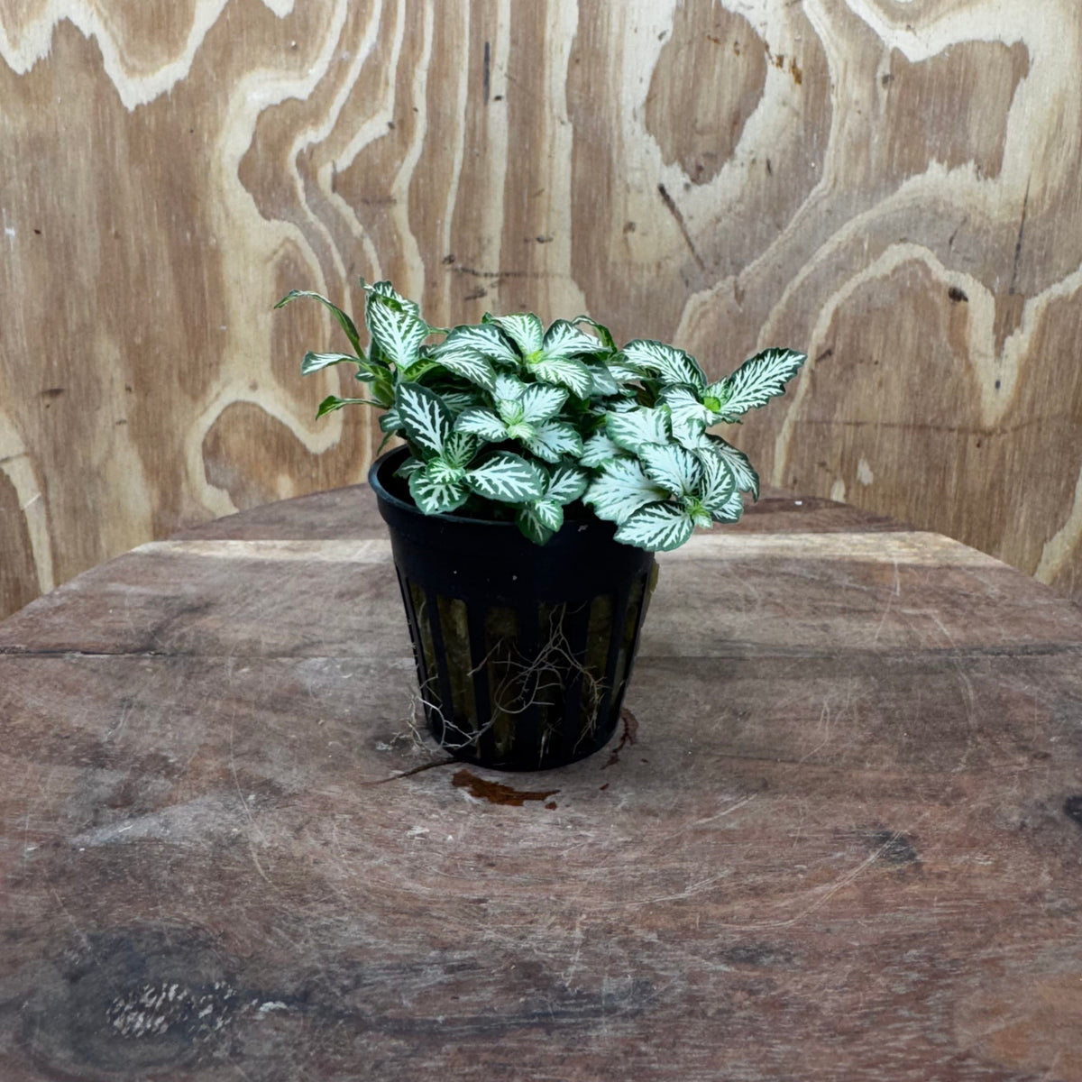 Scapeshop.com.au Terrarium Plant Fittonia - Green and White Terrarium Plant 5cm Pot Buy Green and White Fittonia Terrarium Plant from Scapeshop Australia