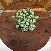 Scapeshop.com.au Terrarium Plant Fittonia - Green and White Terrarium Plant 5cm Pot Buy Green and White Fittonia Terrarium Plant from Scapeshop Australia