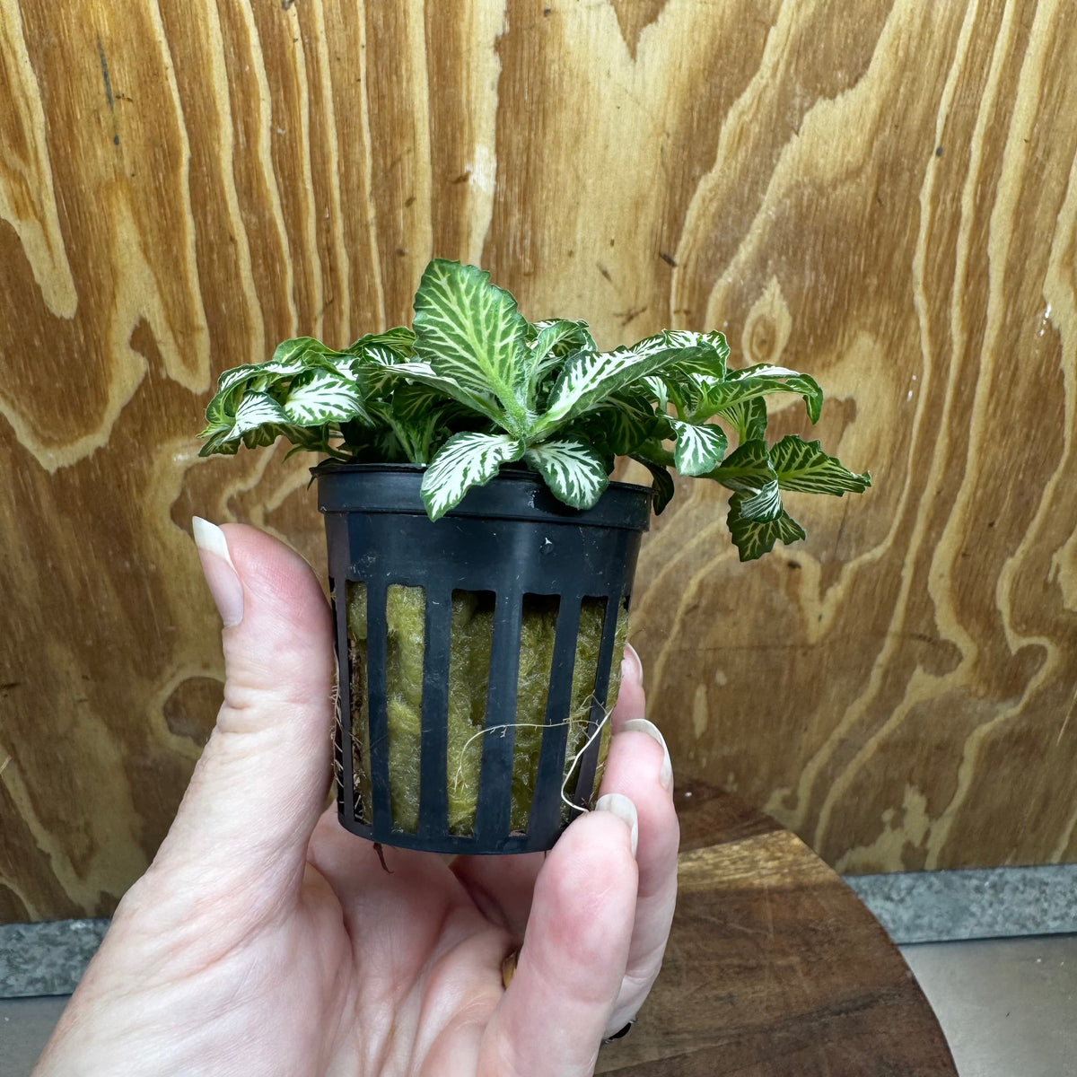 Scapeshop.com.au Terrarium Plant Fittonia - Green and White Terrarium Plant 5cm Pot Buy Green and White Fittonia Terrarium Plant from Scapeshop Australia