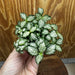 Scapeshop.com.au Terrarium Plant Fittonia - Green and White Terrarium Plant 5cm Pot Buy Green and White Fittonia Terrarium Plant from Scapeshop Australia