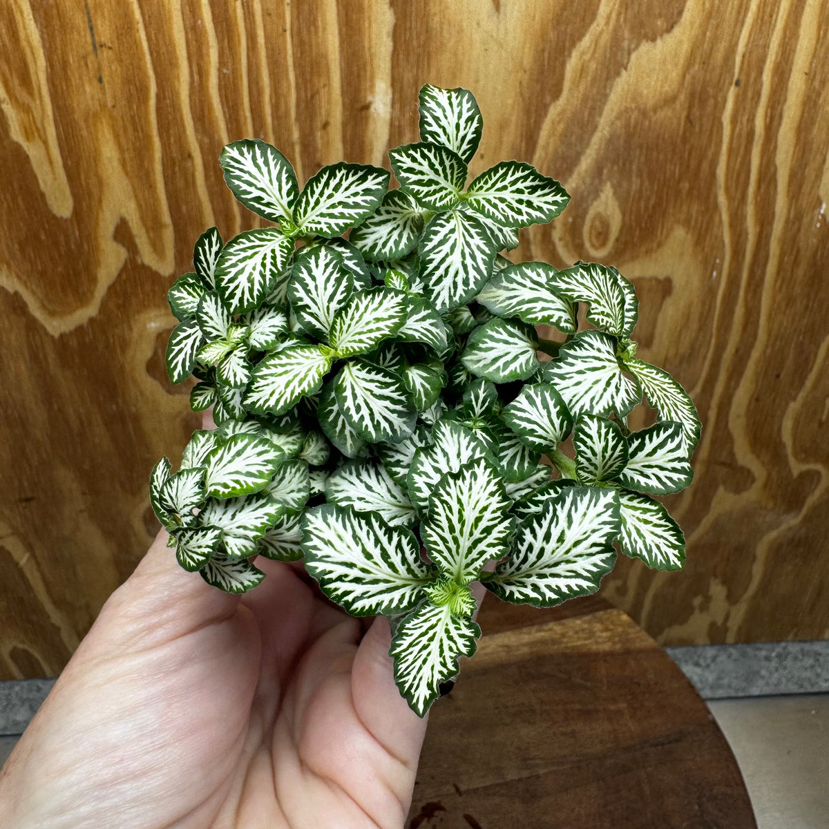 Scapeshop.com.au Terrarium Plant Fittonia - Green and White Terrarium Plant 5cm Pot Buy Green and White Fittonia Terrarium Plant from Scapeshop Australia